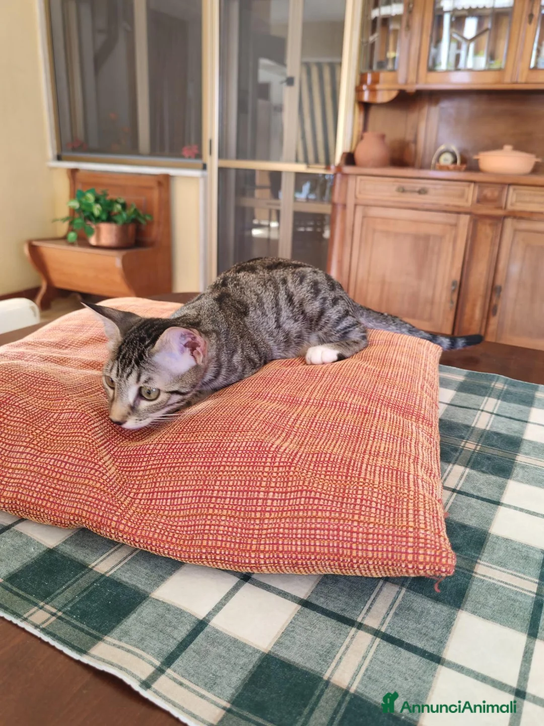 Meticcio gatti in regalo: Gattini adorabili a Provincia di Crotone - Annuncio 8
