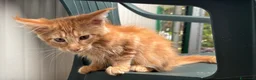 Maine Coon gatti in vendita: Maschietto rosso di maine coon - Annuncio 3