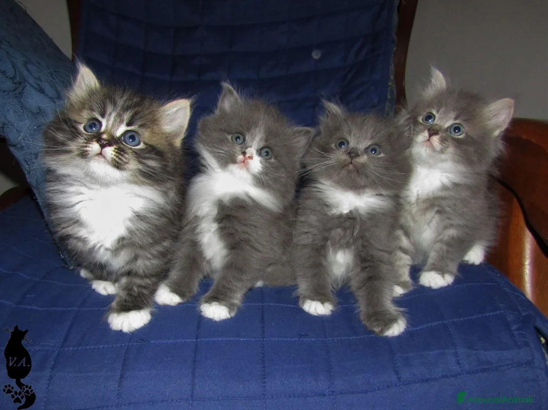 Siberiano gatti in vendita: Cuccioli gattini siberiani - Annuncio 2
