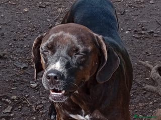 Meticcio cani Ciccia 4anni di canile buon carattere attende casa a Città metropolitana di Milano - Annuncio 40