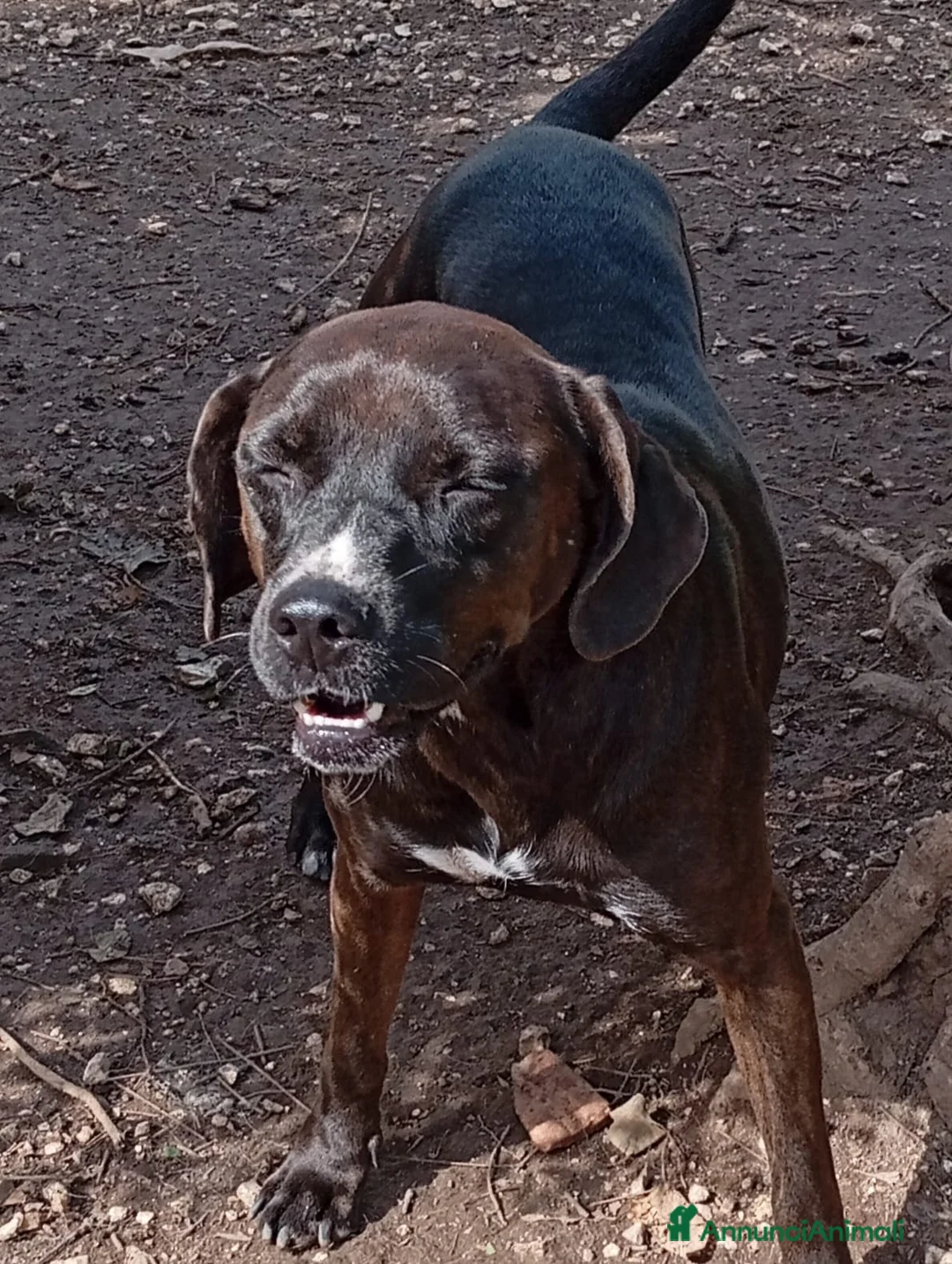 Meticcio cani in regalo: Ciccia 4anni di canile buon carattere attende casa a Città metropolitana di Milano - Annuncio 1