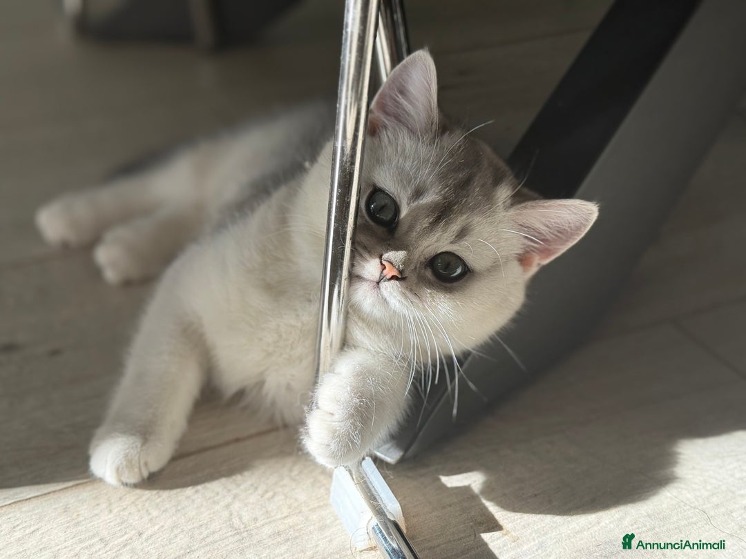 Scottish gatti in vendita: Scottish  - Annuncio 2