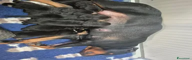 Rottweiler 3