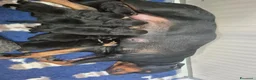 Rottweiler cani in vendita: Cuccioli rottweiler  a Provincia di Perugia - Annuncio 2