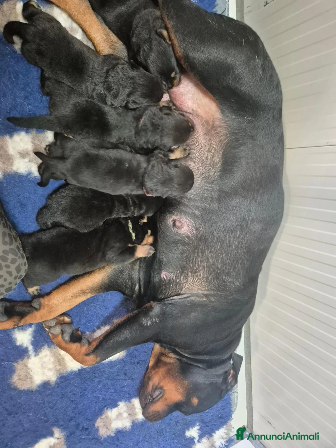Rottweiler cani in vendita: Cuccioli rottweiler  a Provincia di Perugia - Annuncio 2