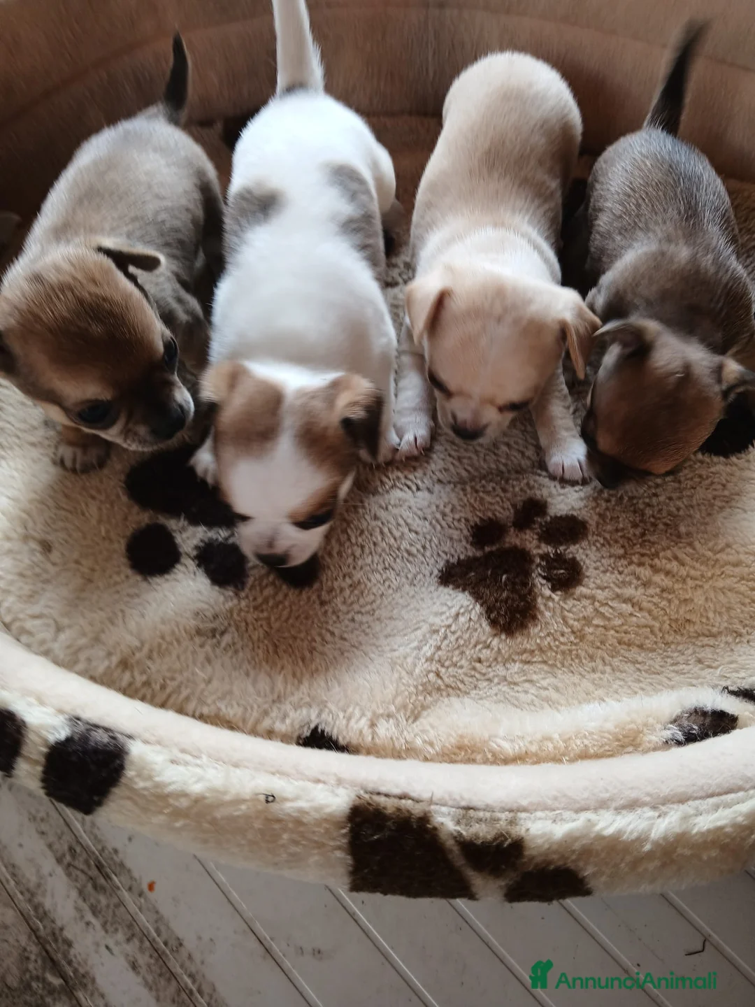 Chihuahua cani in vendita: chihuahua - Annuncio 3