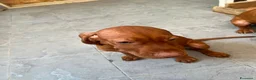Vizsla cani in vendita: Ultimi 3 maschi di di bracco ungherese disponibili - Annuncio 9