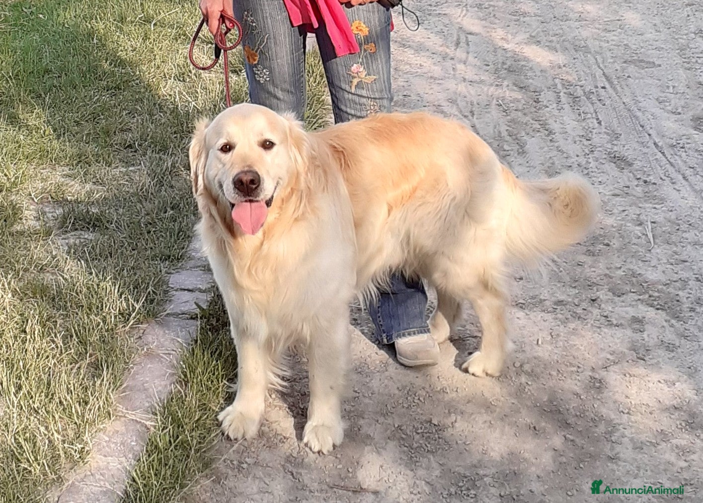 Golden Retriever cani Golden Retriever disponibile per accoppiamento - Annuncio 2