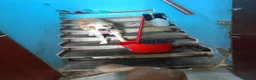Meticcio cani in regalo: Le due sorelline del cuore cercano una casa! - Annuncio 3