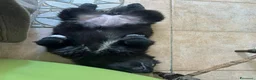 Meticcio cani in regalo: Dulcinea cucciola adorabile  - Annuncio 4
