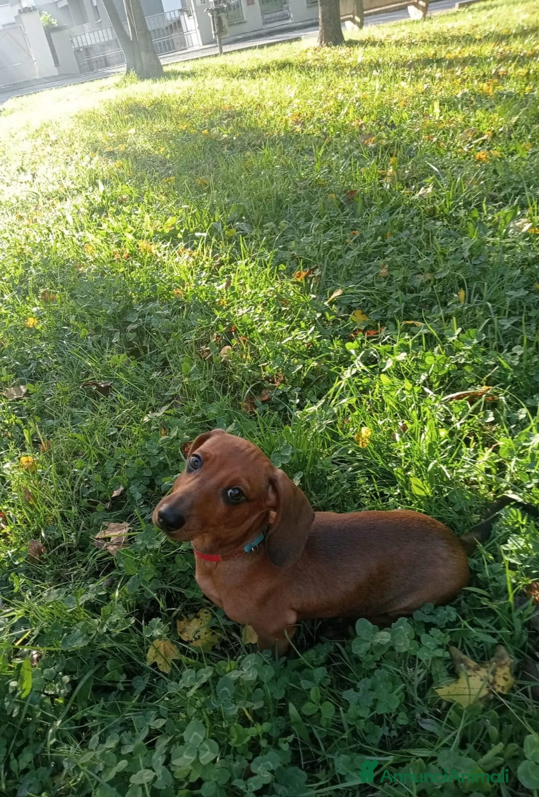 Bassotto cani in vendita: Cucciolo Bassotto Maschio  - Annuncio 2