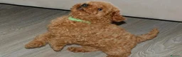 Barboncino Toy cani in vendita: Barboncino Toy rosso  a Città Metropolitana di Venezia - Annuncio 13