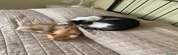 Europeo gatti in regalo: Gattini inseparabili - Annuncio 1