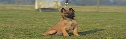 Pastore Belga cani in vendita: Cucciolo maschio pastore belga malinois  - Annuncio 7