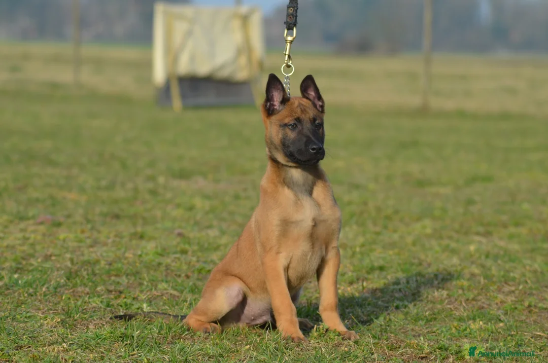Pastore Belga cani in vendita: Cucciolo maschio pastore belga malinois  - Annuncio 7
