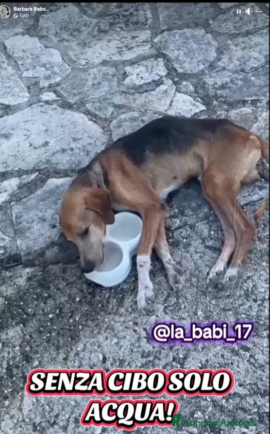 Segugio cani Segugio 8ANNI A CATENA CORTA!!! PUGLIA a Città metropolitana di Milano - Annuncio 2