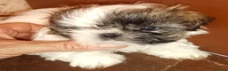 Shih Tzu cani in vendita: Splendidi cuccioli di Shih tzu - Annuncio 11
