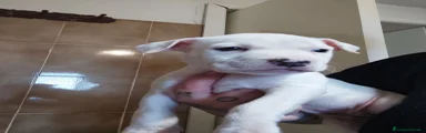 American Staffordshire 3
