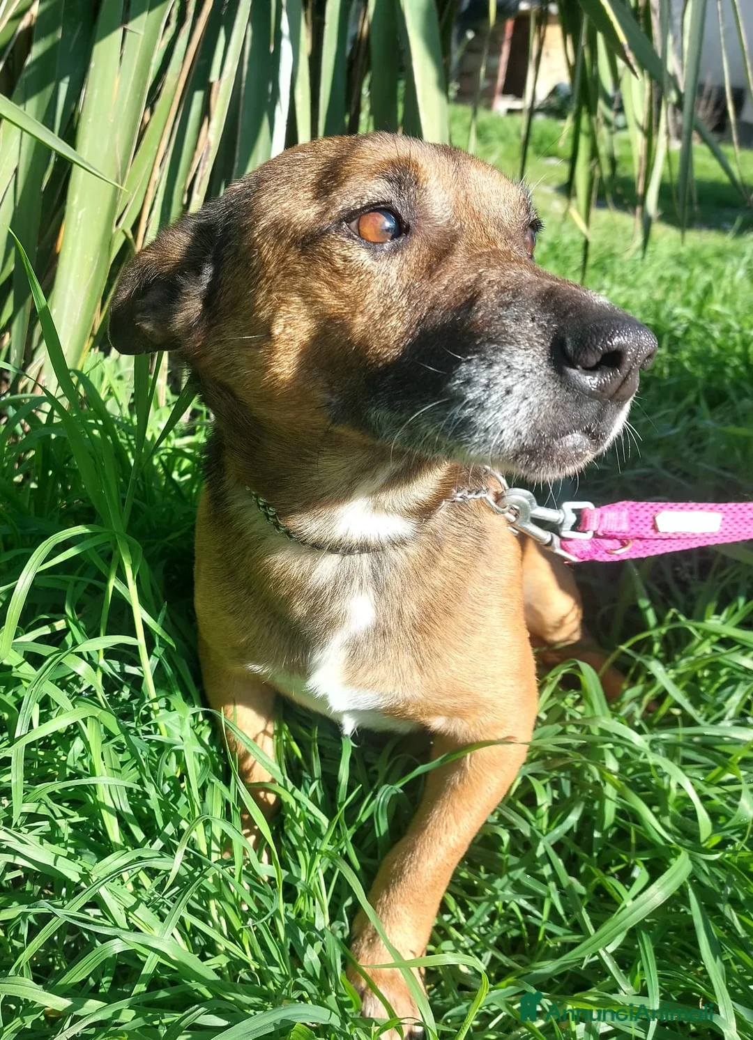 Meticcio cani in regalo: Giacomino  - Annuncio 2