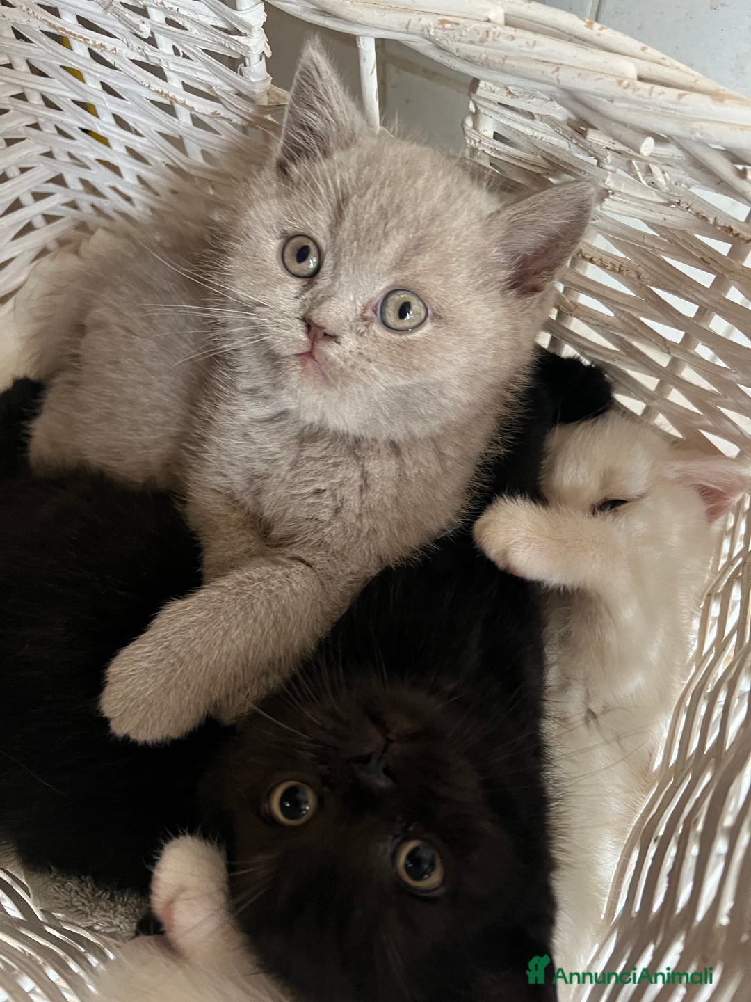 British gatti in vendita:  Cucciolata Gattini British Shorthair - Annuncio 4