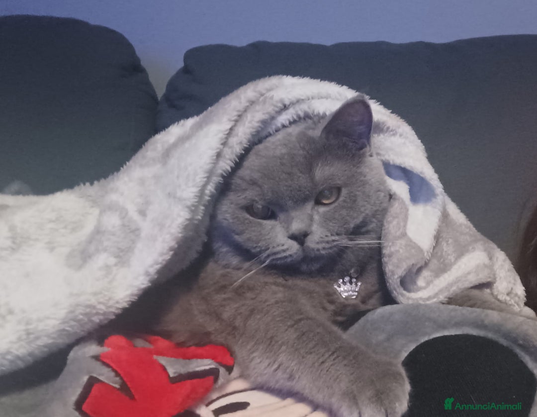 British gatti per accoppiamento: Yiko british shorthair cerca fidanzata  a Città Metropolitana di Milano - Immagine 6