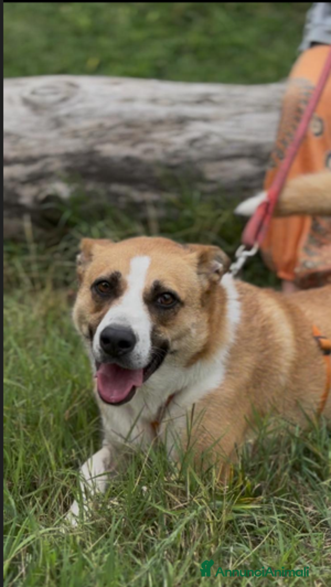 Meticcio cani in regalo: Splendida meticcia - MILLIE a Città metropolitana di Milano - Annuncio 2