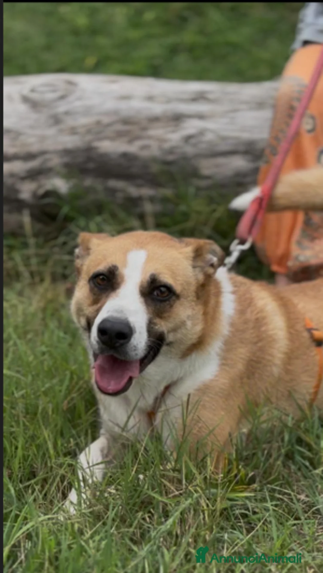 Meticcio cani in regalo: Splendida meticcia - MILLIE a Città metropolitana di Milano - Annuncio 2