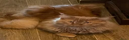 Maine Coon gatti in vendita: MERAVIGLIOSO MAINE COON DESIDERA TROVARE CASA a Città metropolitana di Sassari - Annuncio 3