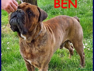Bullmastiff cani BEN meraviglioso con le persone ! - Annuncio 35