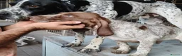 Meticcio cani in vendita: Cuccioli di 3 mesi di bracco pointer - Annuncio 5