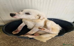 Meticcio cani in regalo: Consuelo: adozione del cuore o stallo  a Città Metropolitana di Genova - Immagine 6