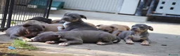 Pitbull cani in vendita: Cuccioli Pit Bull pronta consegna anche a rate - Annuncio 22