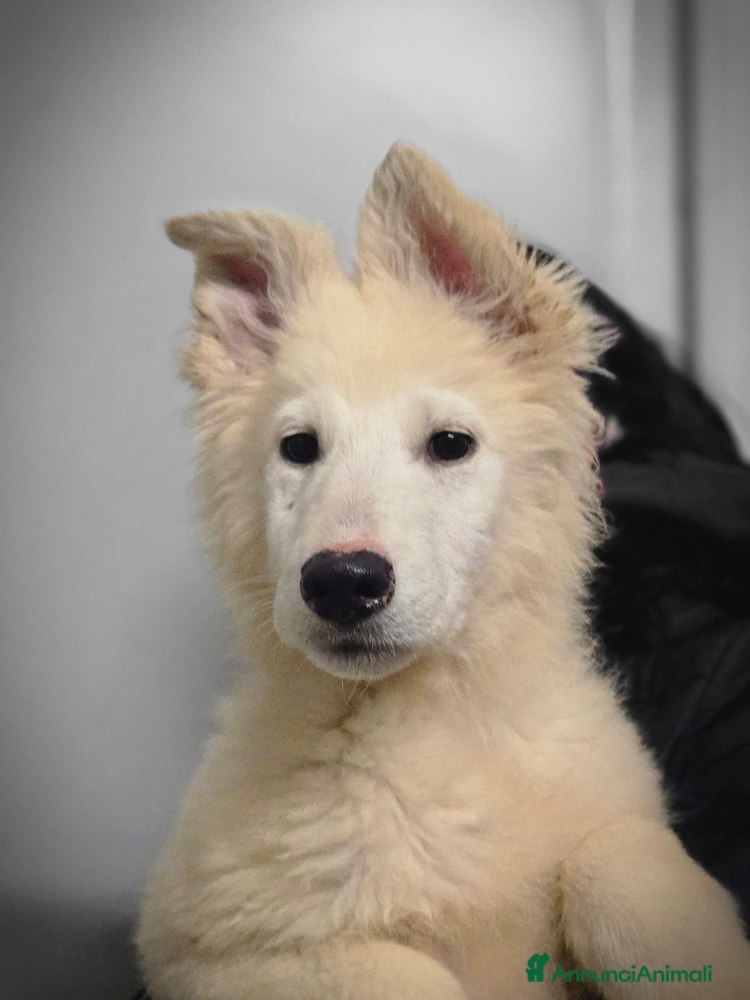 Pastore Svizzero cani in vendita: Ultime 2 cucciole di Pastore Svizzero Bianco - Annuncio 1