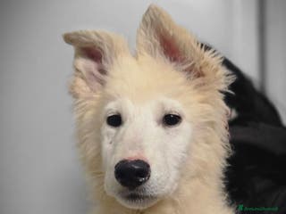 Pastore Svizzero cani Ultime 2 cucciole di Pastore Svizzero Bianco - Annuncio 2