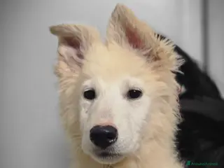 Pastore Svizzero cani Ultime 2 cucciole di Pastore Svizzero Bianco - Annuncio 3