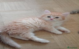 Scottish gatti in vendita: Gattini Scottish Straight  a Provincia di Modena - Immagine 16