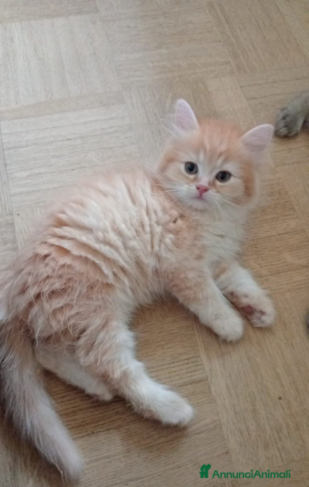 Scottish gatti in vendita: Gattini Scottish Straight  a Provincia di Modena - Immagine 16