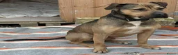 Meticcio cani in regalo: Bobby, fedele e affettuoso, aspetta solo te a Provincia di Padova - Annuncio 7