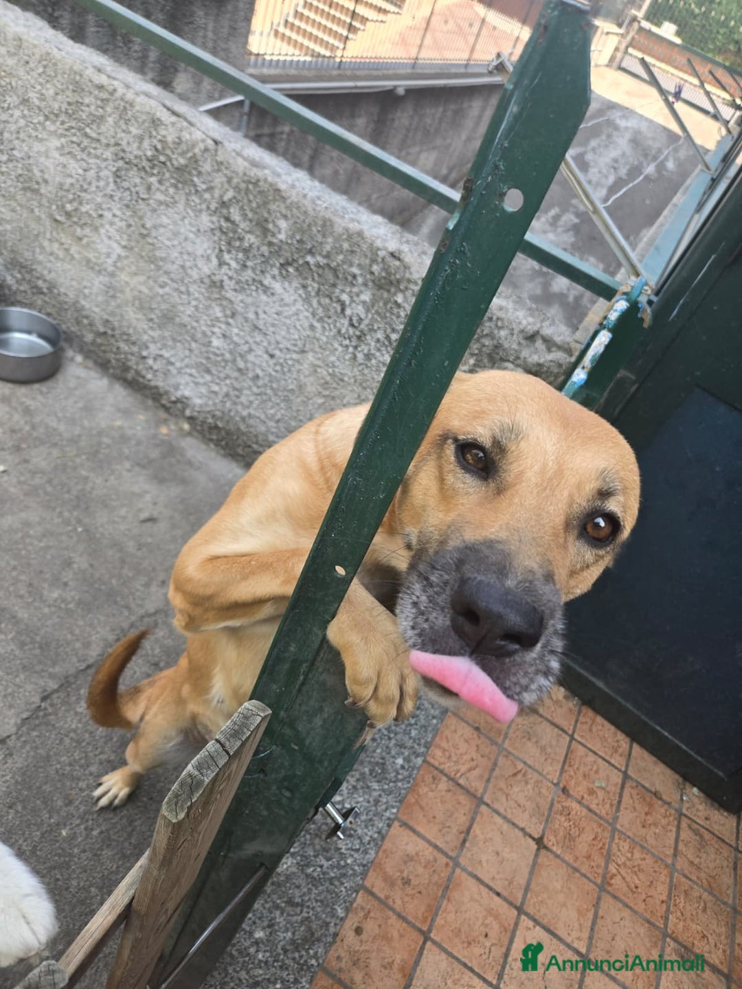 Meticcio cani in regalo: Regalo Cane trovatello - Annuncio 2