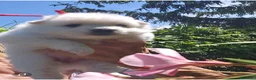 Volpino Italiano cani in vendita: Cuccioli di Volpino Italiano - Annuncio 7