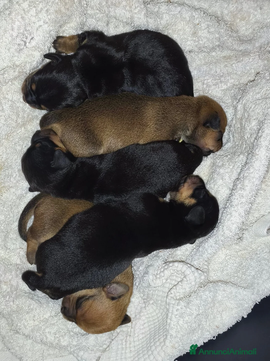 Meticcio cani in vendita: Cuccioli Chiweenie  - Annuncio 2