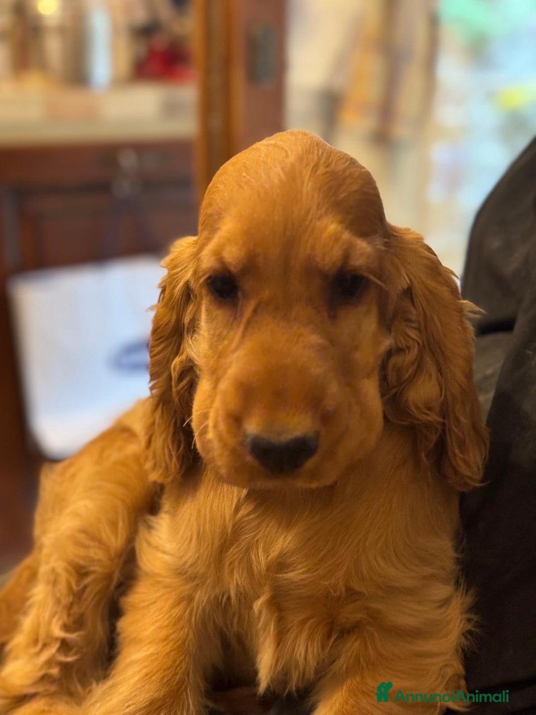 Cocker cani in vendita: Cucciola Femmina Cocker Spanile Inglese  - Annuncio 2