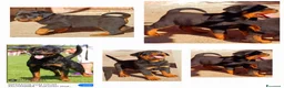 Rottweiler cani in vendita: Disponibili cuccioli Rottweiler  - Annuncio 3