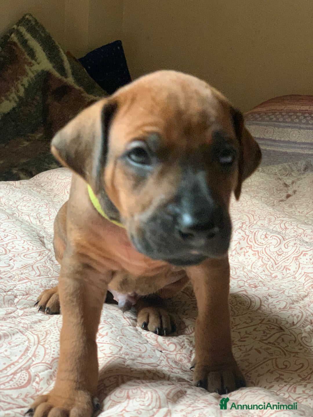 Rhodesian Ridgeback cani in vendita: Rhodesian Ridgeback cuccioli  - Annuncio 11