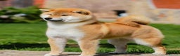 Shiba Inu cani in vendita: Shiba inu cuccioli  - Annuncio 28