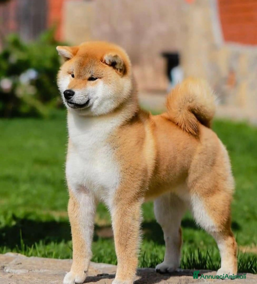 Shiba Inu cani in vendita: Shiba inu cuccioli  - Annuncio 28