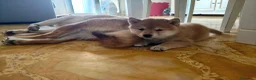 Shiba Inu cani in vendita: Cucciola Shiba Inu  - Annuncio 3