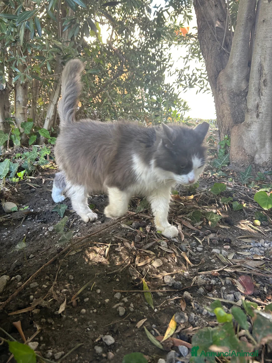 Europeo gatti in regalo: Duchessa cerca casa - Annuncio 3