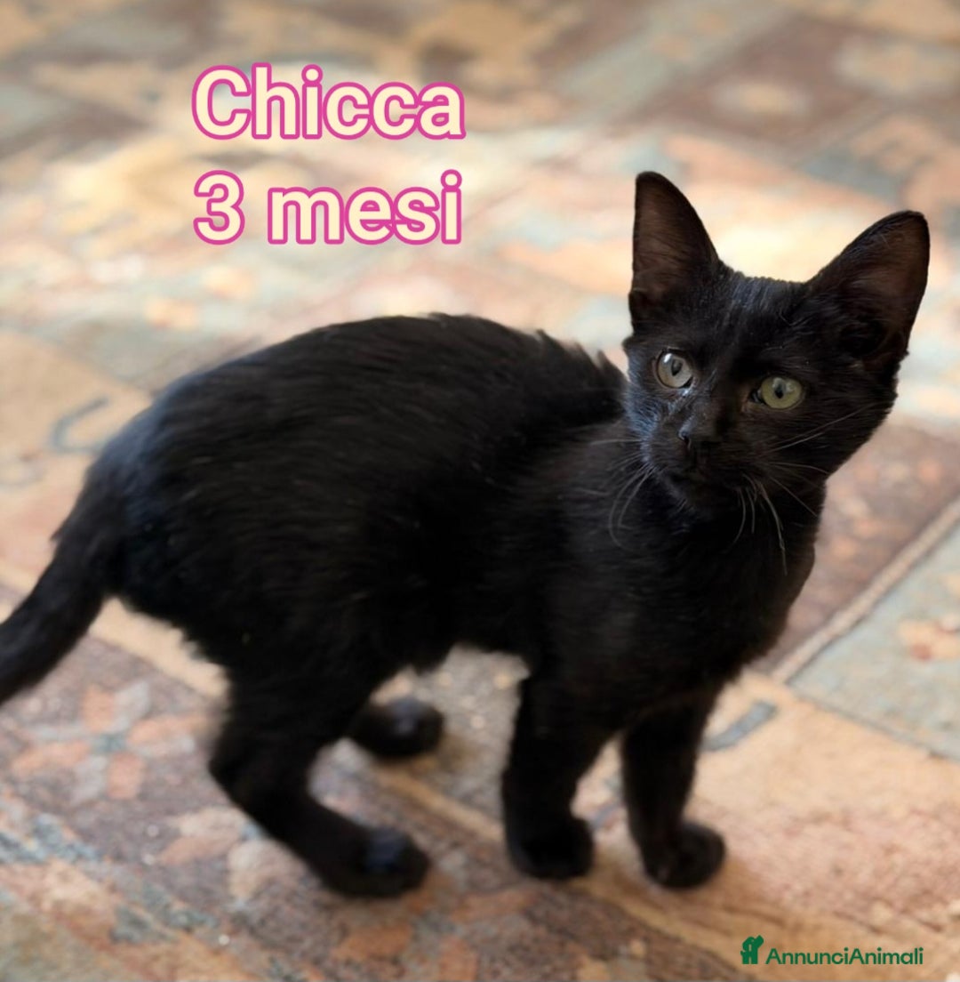 Europeo gatti in regalo: TANTI GATTINI DA SALVARE! - Annuncio 10