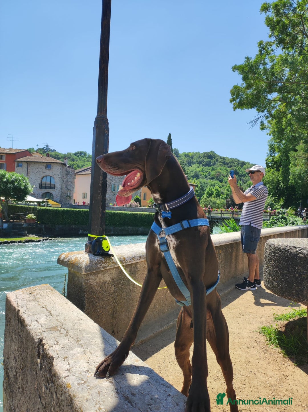 Bracco cani per accoppiamento: BRACCO TEDESCO PER MONTA - Annuncio 8